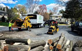 Best Stump Grinding and Removal  in Bohemia, NY