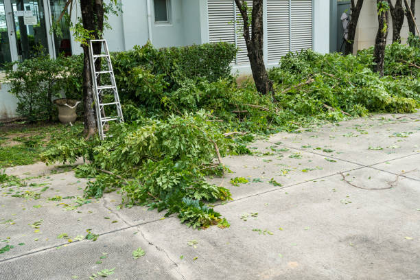 Best Utility Line Clearance  in Bohemia, NY