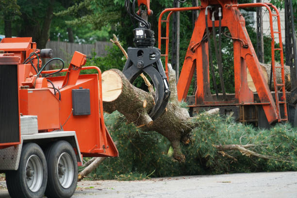 Best Arborist Consultation Services  in Bohemia, NY