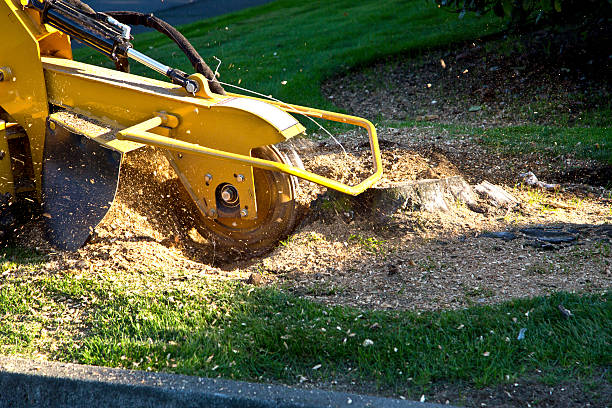 Best Pest Control for Lawns  in Bohemia, NY