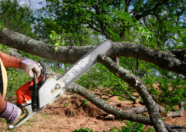 How Our Tree Care Process Works  in  Bohemia, NY