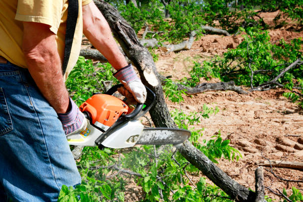 Best Leaf Removal  in Bohemia, NY