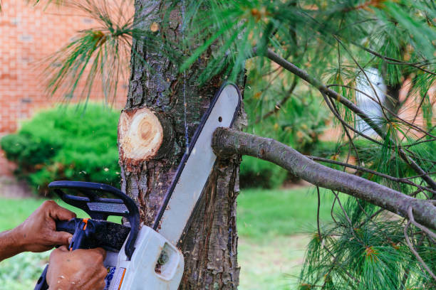 Best Tree Maintenance Programs  in Bohemia, NY